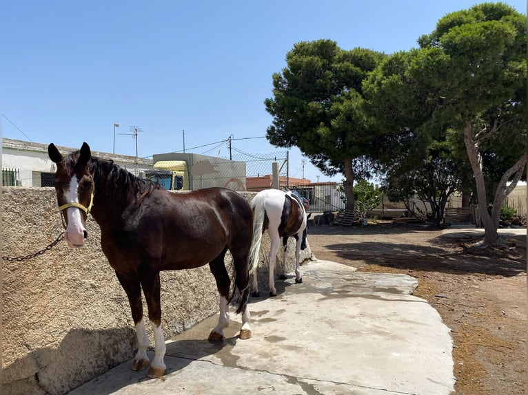 Spanisches Sportpferd Stute 15 Jahre 168 cm Dunkelfuchs in LA CAÑADA DE SAN URBANO