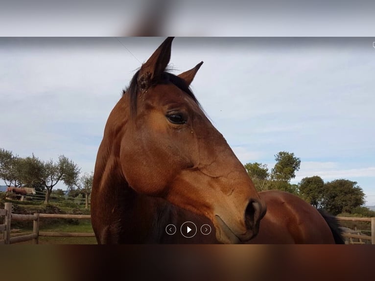 Spanisches Sportpferd Stute 15 Jahre 172 cm Brauner in Llerona (Franqueses Del Valles, Les)