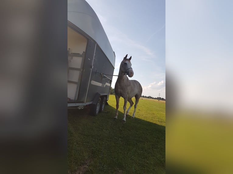 Spanisches Sportpferd Stute 16 Jahre 154 cm Roan-Red in Aying