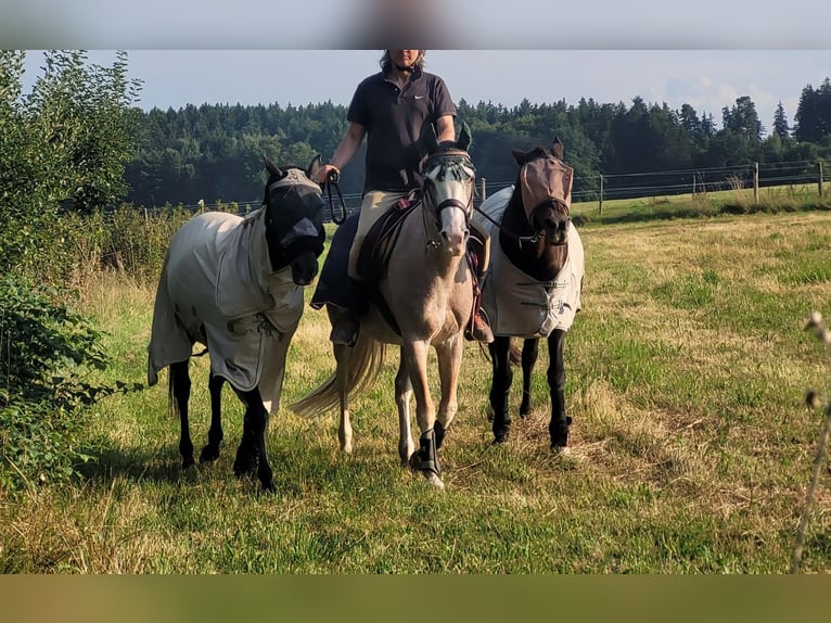 Spanisches Sportpferd Stute 16 Jahre 154 cm Roan-Red in Aying