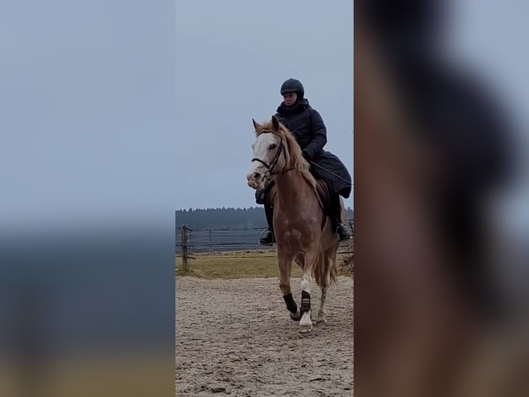 Spanisches Sportpferd Stute 16 Jahre 154 cm Roan-Red in Aying