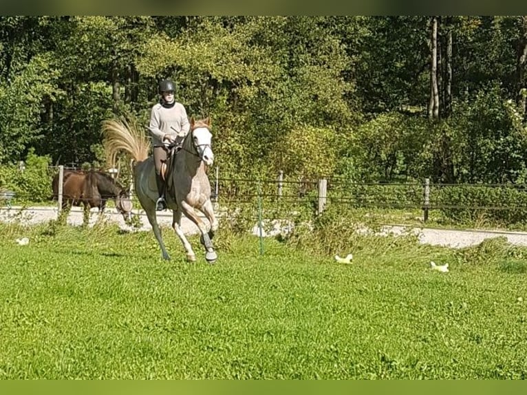 Spanisches Sportpferd Stute 16 Jahre 154 cm Roan-Red in Aying