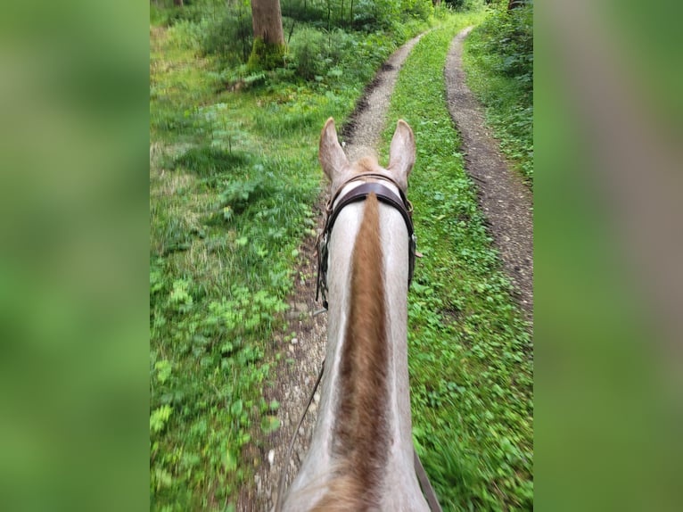 Spanisches Sportpferd Stute 16 Jahre 154 cm Roan-Red in Aying