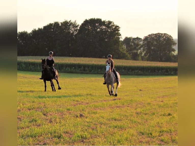 Spanisches Sportpferd Stute 16 Jahre 154 cm Roan-Red in Aying