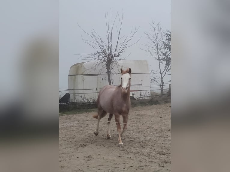 Spanisches Sportpferd Stute 16 Jahre 154 cm Roan-Red in Aying