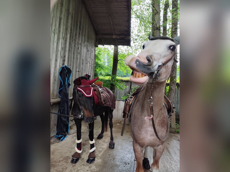 Spanisches Sportpferd Stute 16 Jahre 154 cm Roan-Red in Aying