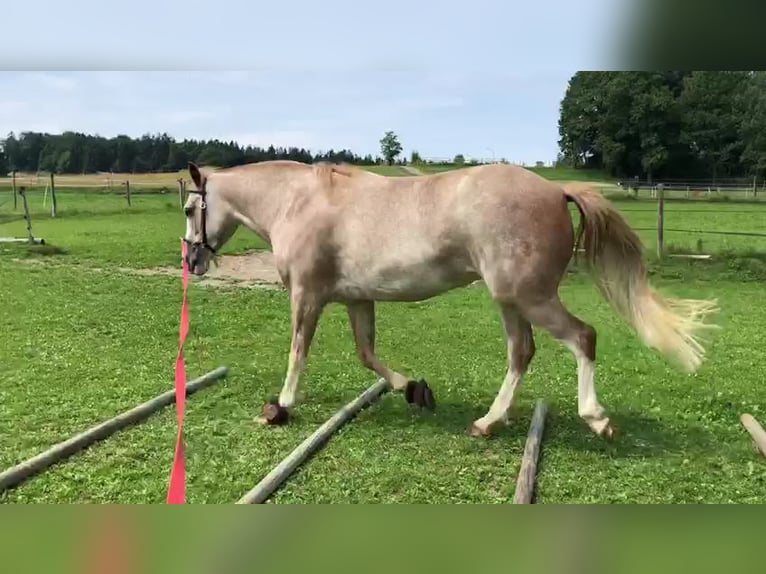 Spanisches Sportpferd Stute 16 Jahre 154 cm Roan-Red in Aying