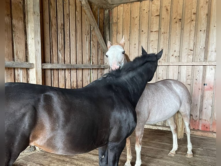 Spanisches Sportpferd Stute 16 Jahre 154 cm Roan-Red in Aying