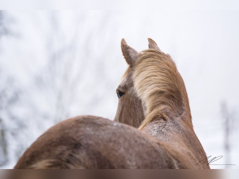 Spanisches Sportpferd Stute 16 Jahre 154 cm Roan-Red in Aying