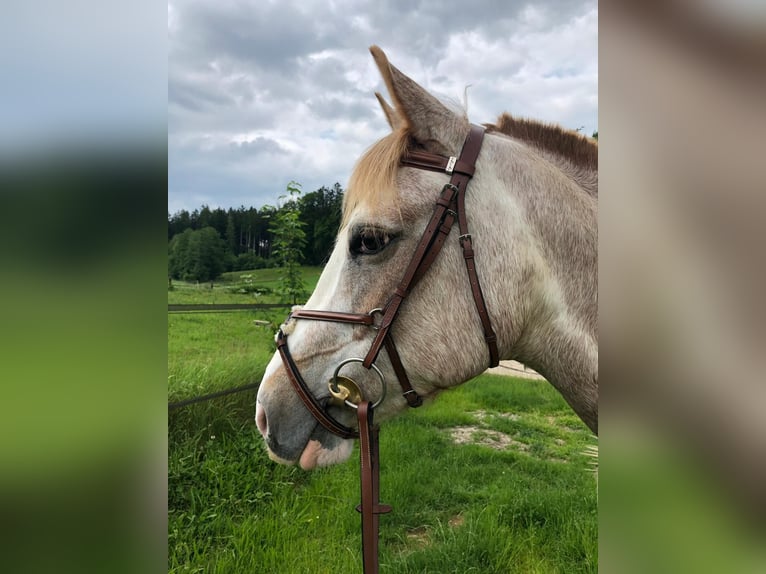 Spanisches Sportpferd Stute 16 Jahre 154 cm Roan-Red in Aying