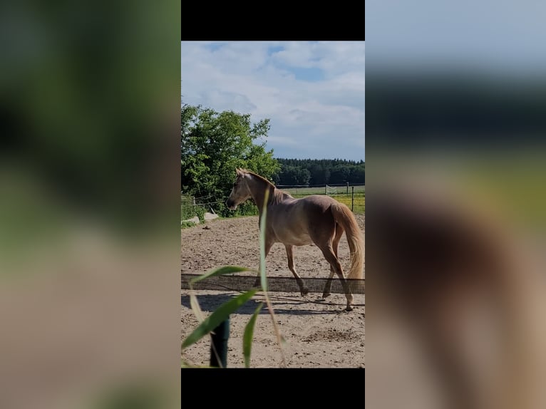 Spanisches Sportpferd Stute 16 Jahre 154 cm Roan-Red in Aying