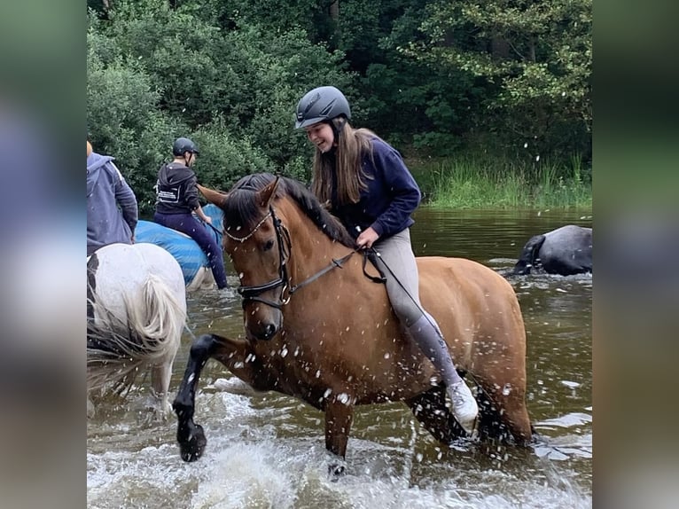 Spanisches Sportpferd Stute 16 Jahre 157 cm Brauner in Hinte Osterhusen