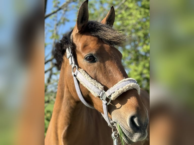 Spanisches Sportpferd Stute 16 Jahre 157 cm Brauner in Hinte Osterhusen