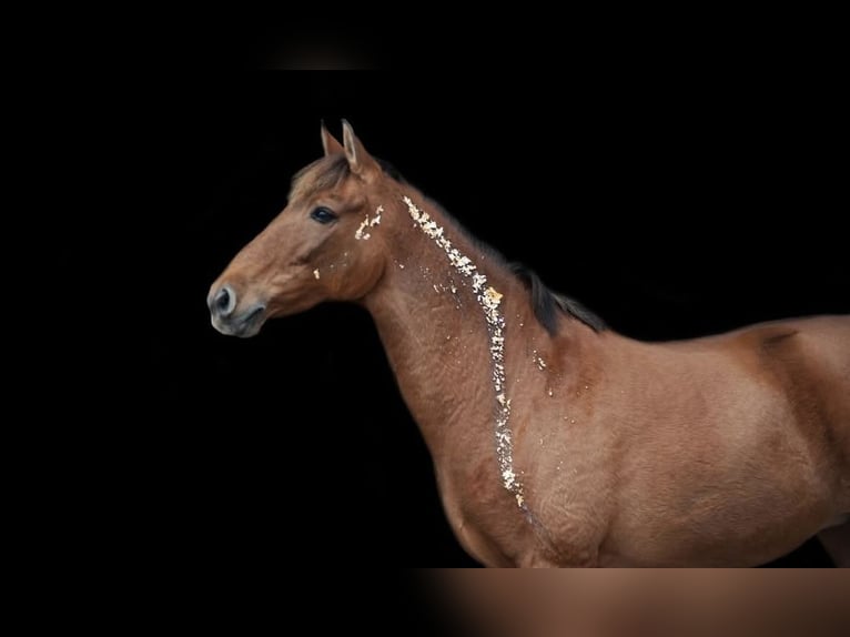 Spanisches Sportpferd Stute 16 Jahre 157 cm Brauner in Hinte Osterhusen