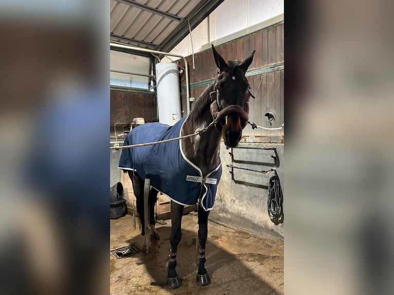 Spanisches Sportpferd Stute 16 Jahre 173 cm Dunkelbrauner in Sant Cugat Del Valles