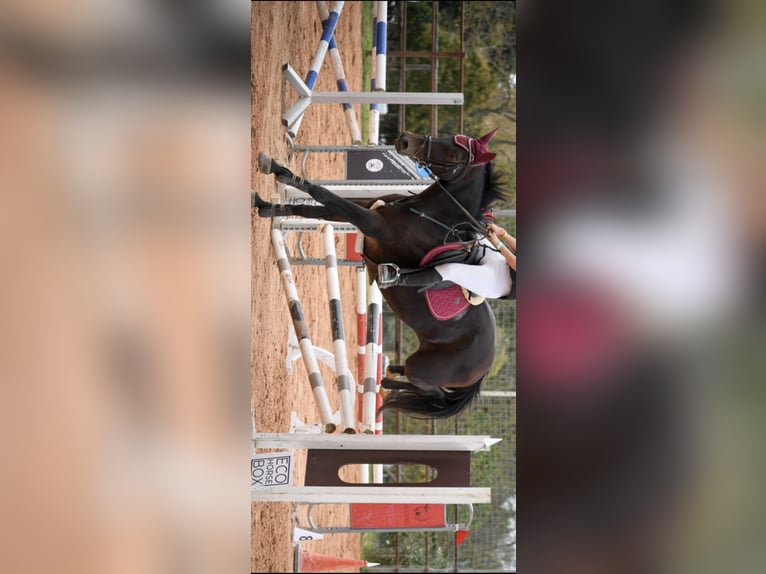 Spanisches Sportpferd Stute 16 Jahre 173 cm Dunkelbrauner in Sant Cugat Del Valles