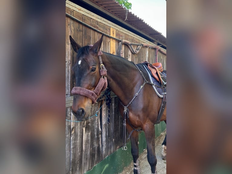 Spanisches Sportpferd Stute 16 Jahre 173 cm Dunkelbrauner in Sant Cugat Del Valles