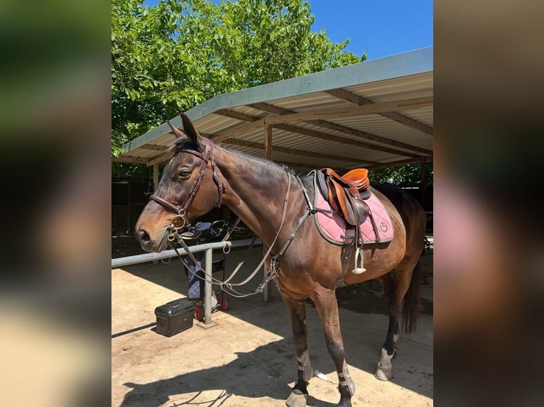 Spanisches Sportpferd Stute 16 Jahre 173 cm Dunkelbrauner in Sant Cugat Del Valles