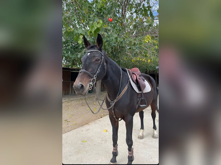 Spanisches Sportpferd Stute 16 Jahre 173 cm Dunkelbrauner in Sant Cugat Del Valles