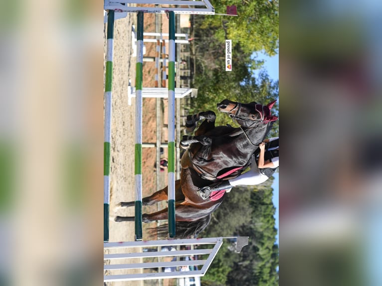 Spanisches Sportpferd Stute 16 Jahre 173 cm Dunkelbrauner in Sant Cugat Del Valles