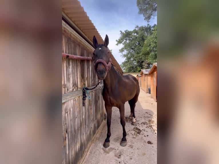 Spanisches Sportpferd Stute 16 Jahre 173 cm Dunkelbrauner in Sant Cugat Del Valles