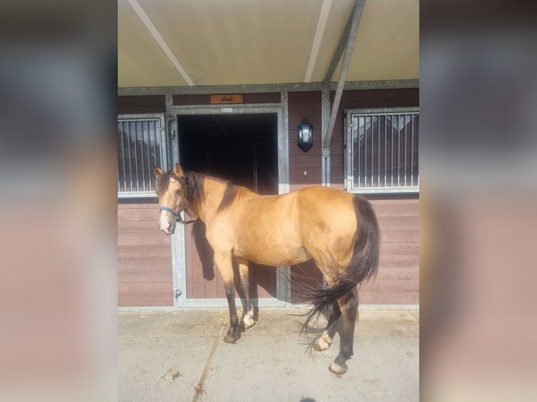 Spanisches Sportpferd Stute 16 Jahre Brauner in Zoetermeer
