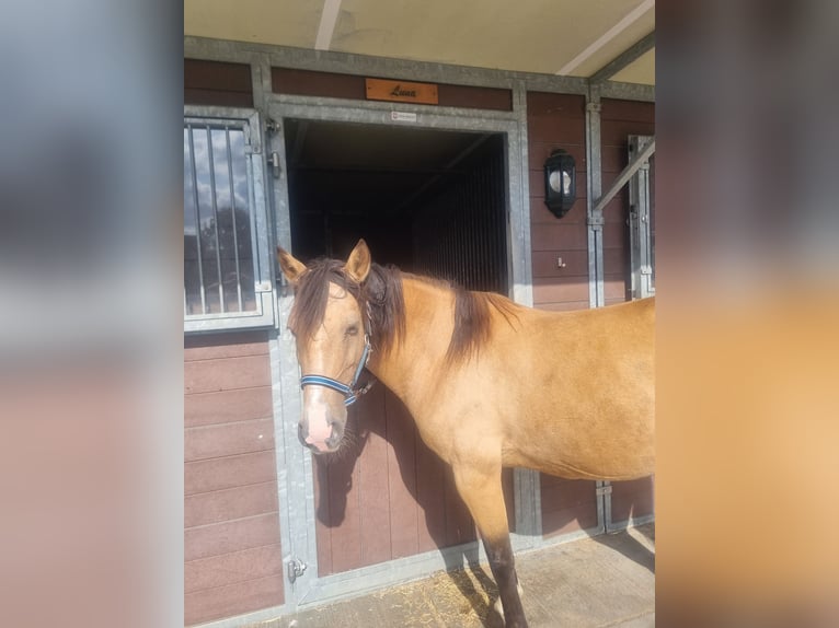 Spanisches Sportpferd Stute 16 Jahre Brauner in Zoetermeer