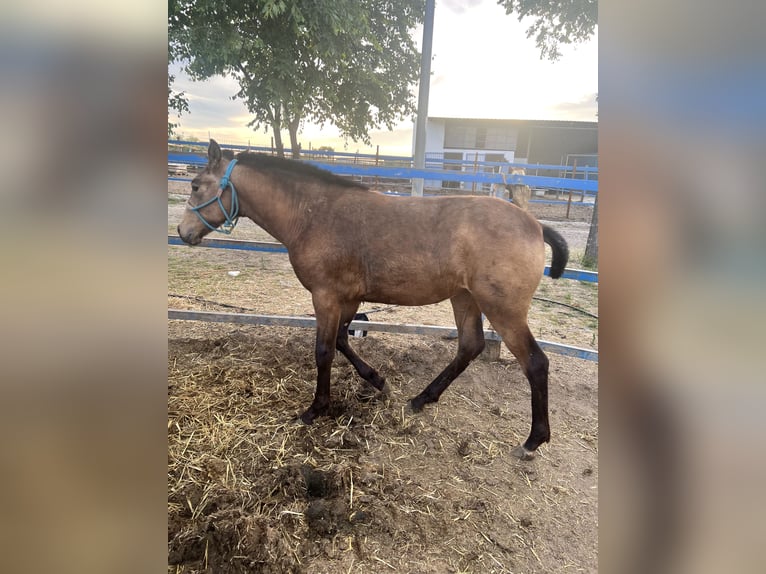 Spanisches Sportpferd Stute 1 Jahr 135 cm Falbe in Mocejon