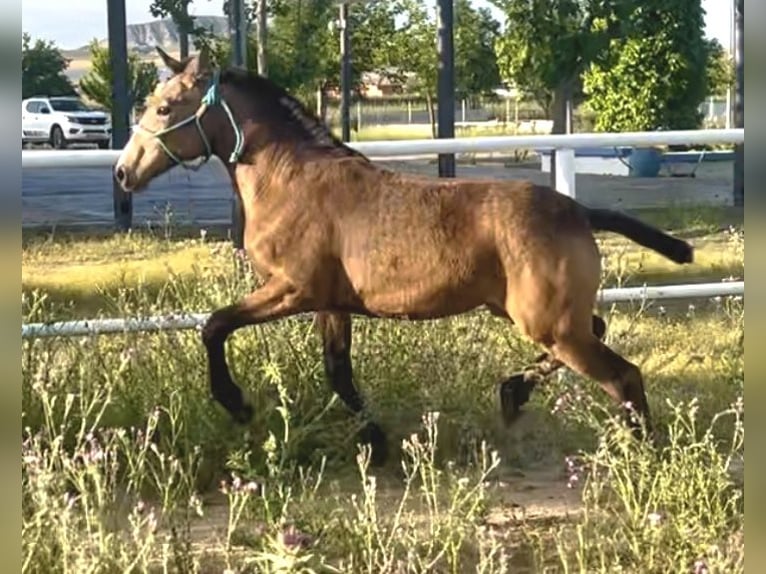 Spanisches Sportpferd Stute 1 Jahr 135 cm Falbe in Mocejon
