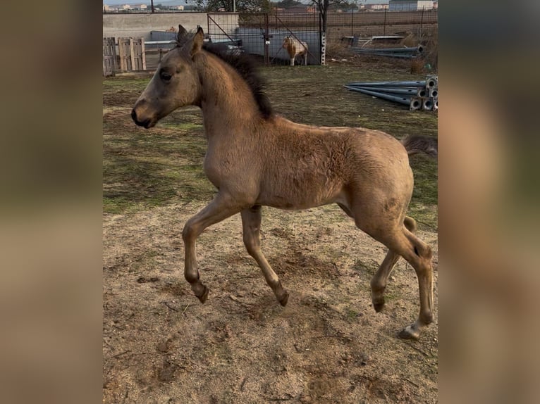 Spanisches Sportpferd Stute 1 Jahr 135 cm Falbe in Mocejon