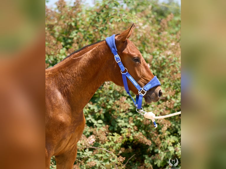 Spanisches Sportpferd Stute 1 Jahr 145 cm Dunkelbrauner in Navalperal De Pinares