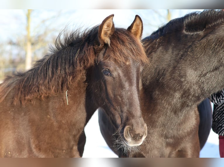 Spanisches Sportpferd Stute 1 Jahr 149 cm Rappe in Aartrijke