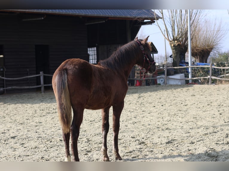 Spanisches Sportpferd Stute 1 Jahr 149 cm Rappe in Aartrijke