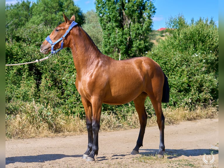Spanisches Sportpferd Stute 1 Jahr 150 cm Brauner in Navalperal De Pinares