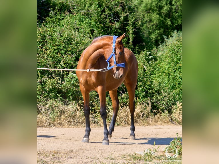 Spanisches Sportpferd Stute 1 Jahr 150 cm Brauner in Navalperal De Pinares