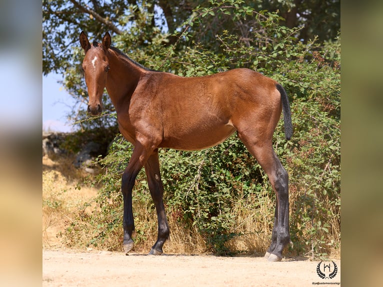 Spanisches Sportpferd Stute 1 Jahr 150 cm Brauner in Navalperal De Pinares