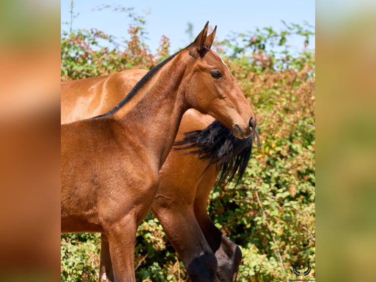Spanisches Sportpferd Stute 1 Jahr 150 cm Brauner in Navalperal De Pinares