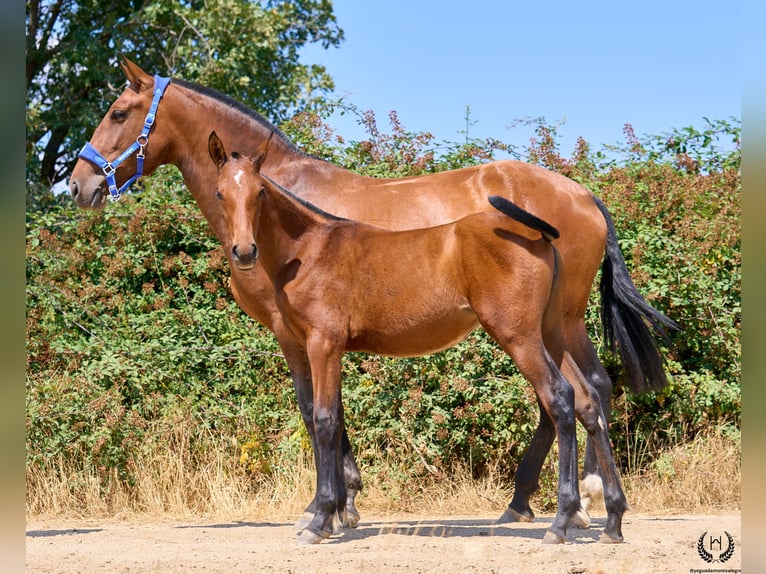 Spanisches Sportpferd Stute 1 Jahr 150 cm Brauner in Navalperal De Pinares