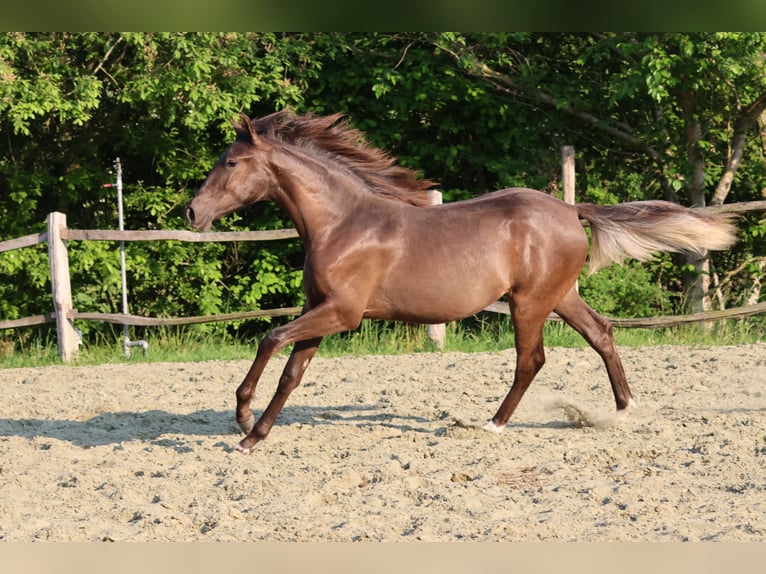 Spanisches Sportpferd Stute 1 Jahr 151 cm Rappe in Aartrijke