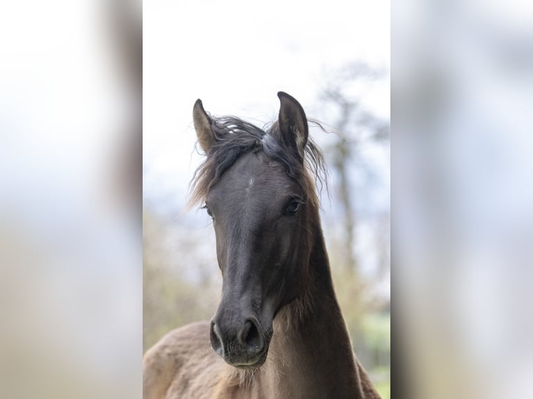 Spanisches Sportpferd Stute 1 Jahr 151 cm Rappe in Aartrijke