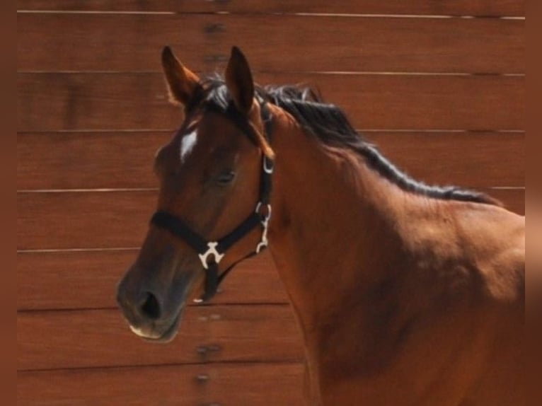 Spanisches Sportpferd Stute 1 Jahr Brauner in Madrid