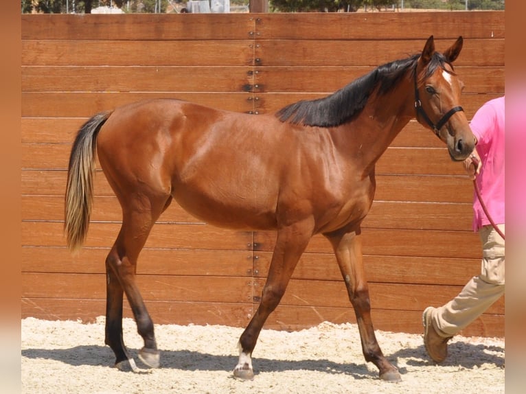 Spanisches Sportpferd Stute 1 Jahr Brauner in Madrid