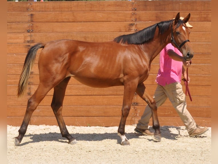 Spanisches Sportpferd Stute 1 Jahr Brauner in Madrid