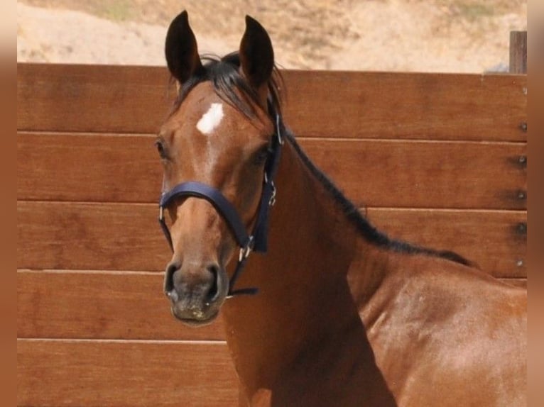 Spanisches Sportpferd Stute 1 Jahr Brauner in Madrid