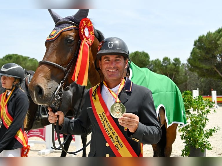 Spanisches Sportpferd Stute 1 Jahr Brauner in Madrid