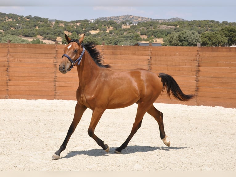 Spanisches Sportpferd Stute 1 Jahr Brauner in Madrid