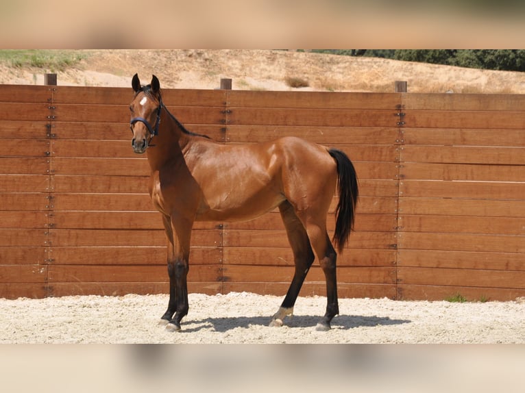 Spanisches Sportpferd Stute 1 Jahr Brauner in Madrid