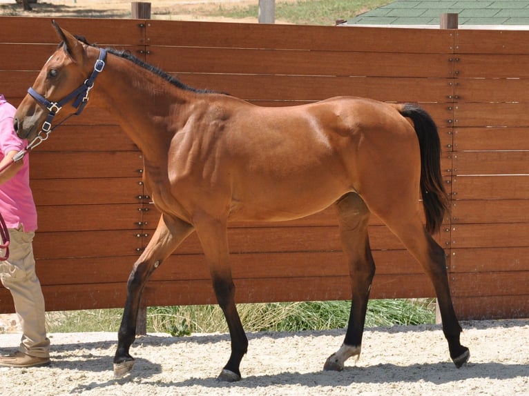 Spanisches Sportpferd Stute 1 Jahr Brauner in Madrid