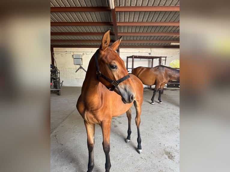 Spanisches Sportpferd Stute 1 Jahr Hellbrauner in Pepino