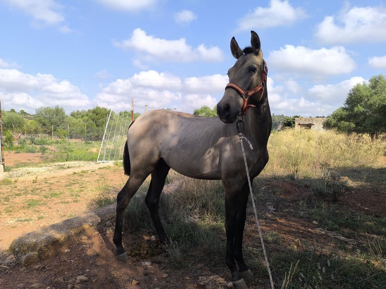 Spanisches Sportpferd Stute 1 Jahr Schimmel in La Vall D'Uixo Spanisches Sportpferd Stute 1 Jahr Schimmel in La Vall D'Uixo